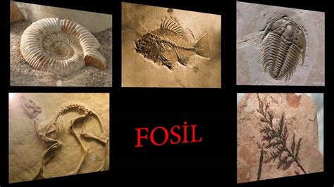 fosilleri inceleyen bilim dalına ne denir eodev